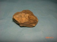 藏品(螃蟹(嘉義鱗斑蟹))的圖片